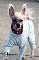 0113 Brando - Kineski ćubasti pas