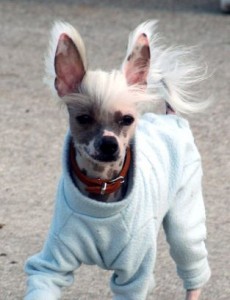 Klikni za veću sliku - 0113 Brando - Kineski ćubasti pas