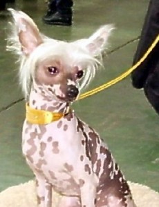 Klikni za veću sliku - 0113 Brando - Kineski ćubasti pas